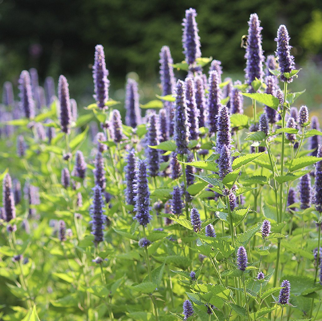 agastache rugueuse